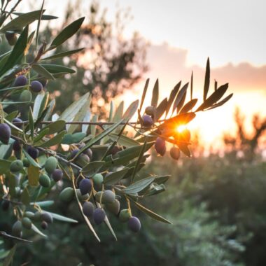 Zeytinyağı mı Tereyağı mı? Hangisi Daha Sağlıklı?