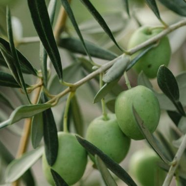 Zeytinyağı mı Tereyağı mı? Hangisi Daha Sağlıklı?